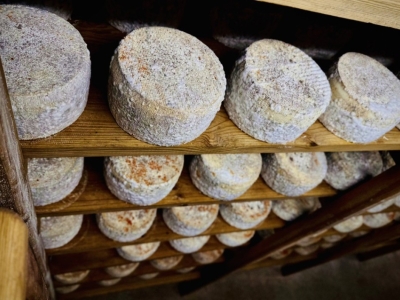 Secret d'affinage : La Tomme Inzecca